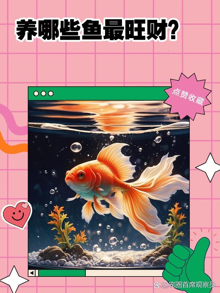 哪些風水魚品種最適合初學者，適合初學者養的風水魚品種