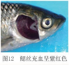 魚爛鰓圖片