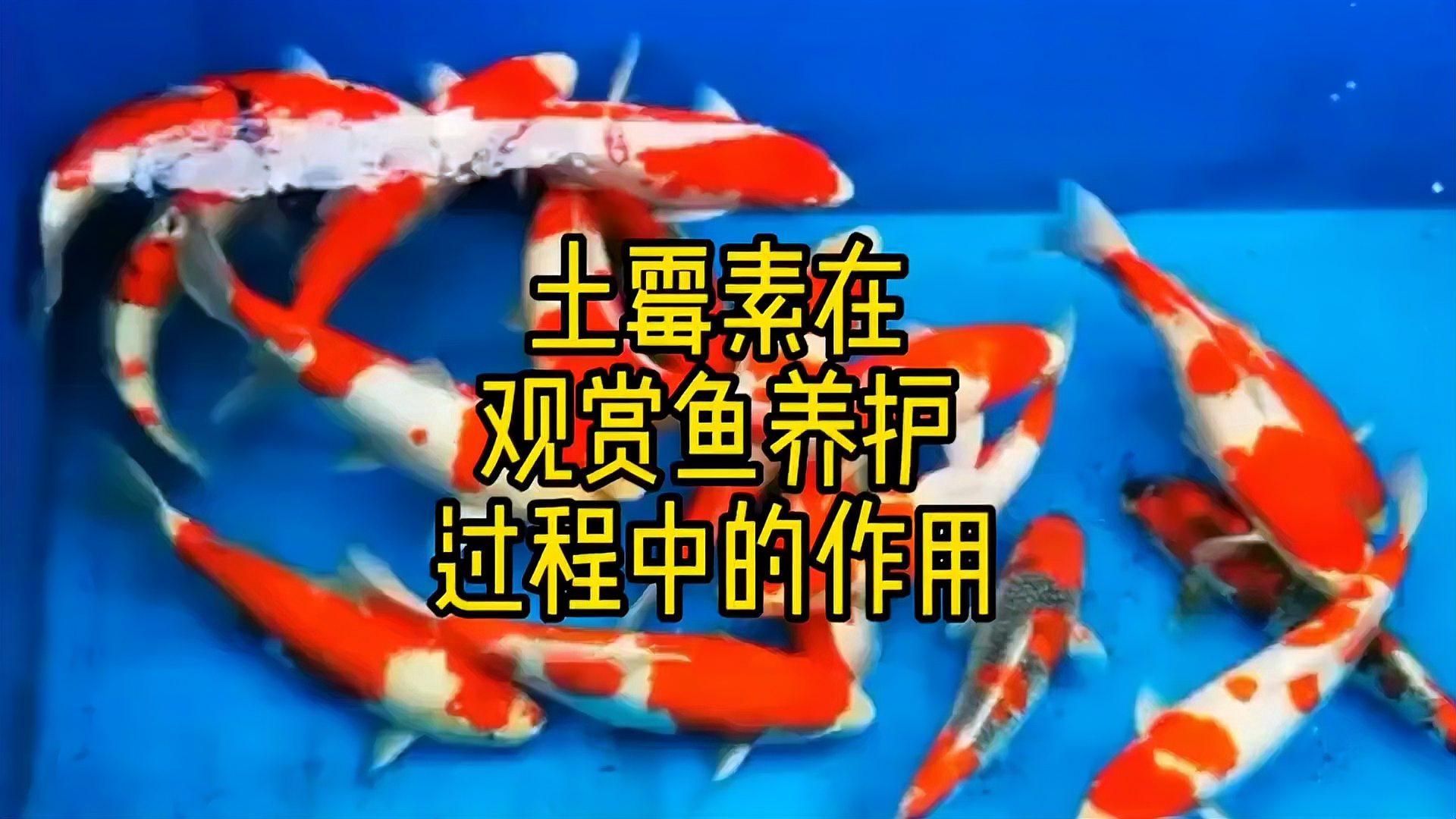 土霉素對龍魚有哪些治療作用，土霉素對龍魚有哪些治療作用土霉素對龍魚有哪些作用