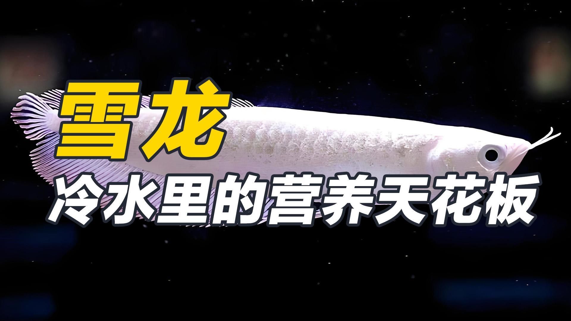 天山雪龍魚有哪些功效和作用，天山雪龍魚有哪些功效和作用天山雪龍魚有哪些功效和作用