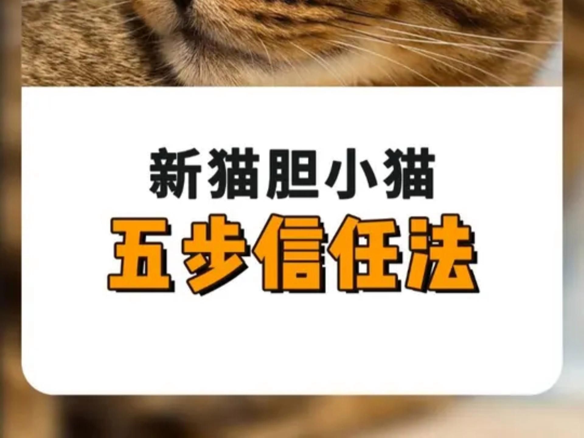 如何與貓建立信任關系，如何與你的貓咪建立信任關系