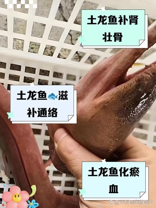 給我一些福建土龍魚的圖片，福建土龍魚是什么？