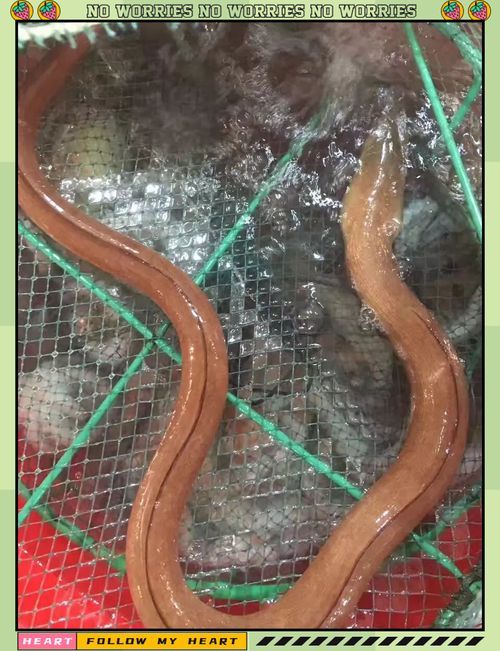 給我一些福建土龍魚的圖片，福建土龍魚是什么？