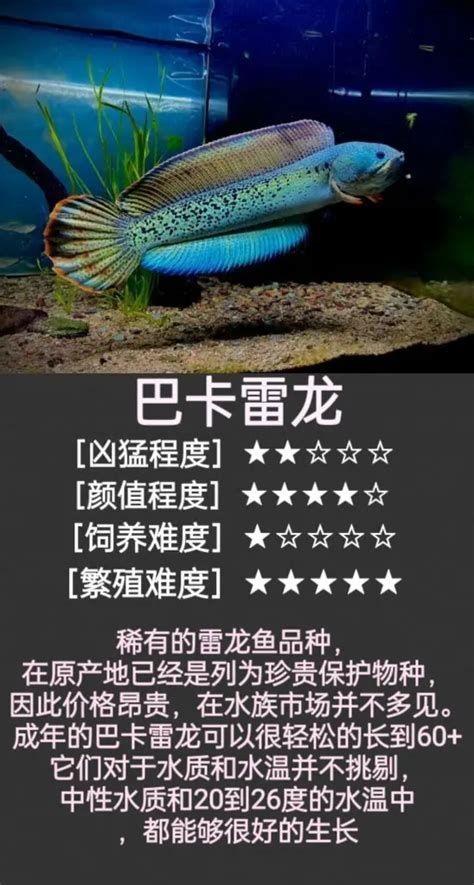 雷龍魚吃撐了應急處理，雷龍魚吃撐了應急處理指南（arowana）吃撐應急處理指南
