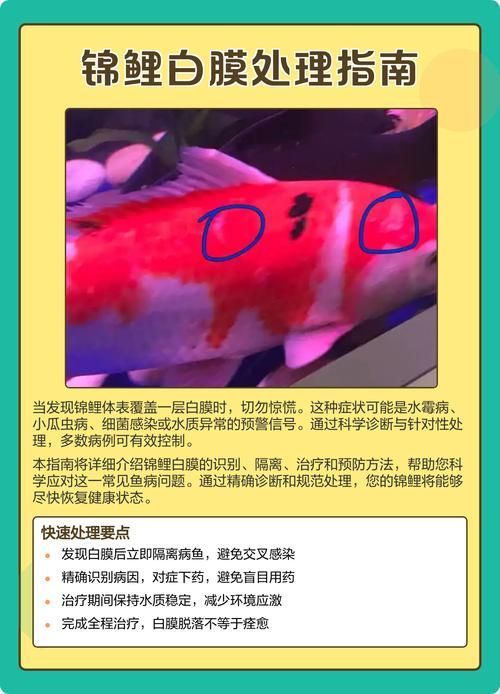 如何預防錦鯉爛身復發，如何預防錦鯉爛身病