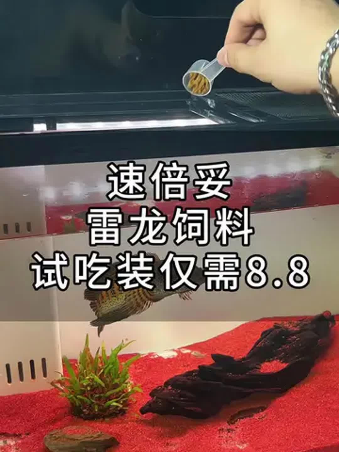 速倍妥飼料有哪些型號？，速倍妥飼料是一種專為家禽養殖設計的營養補充劑