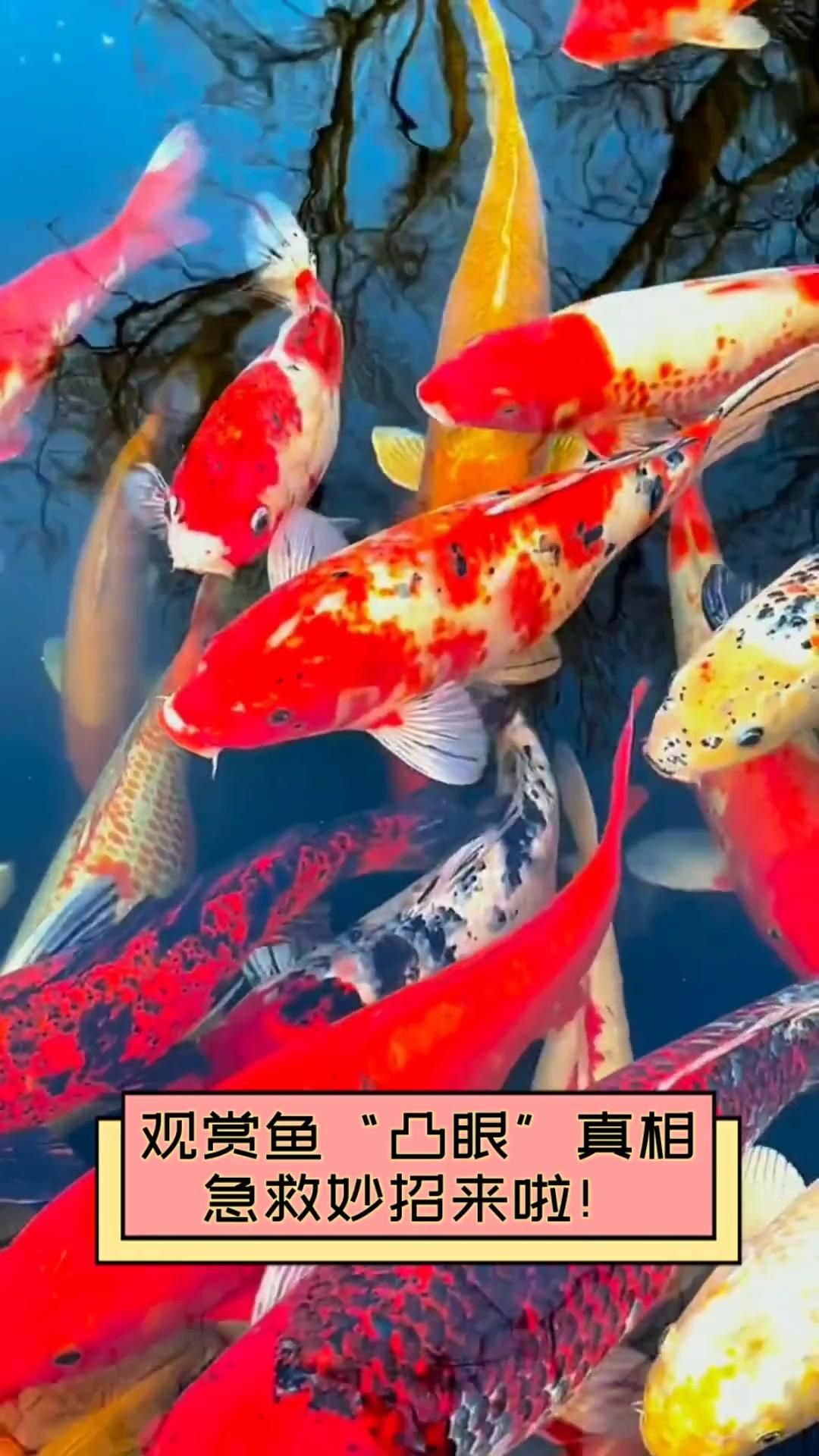 觀賞魚突眼病能自愈嗎，觀賞魚突眼病能自愈嗎如何預防觀賞魚突眼病能自愈嗎