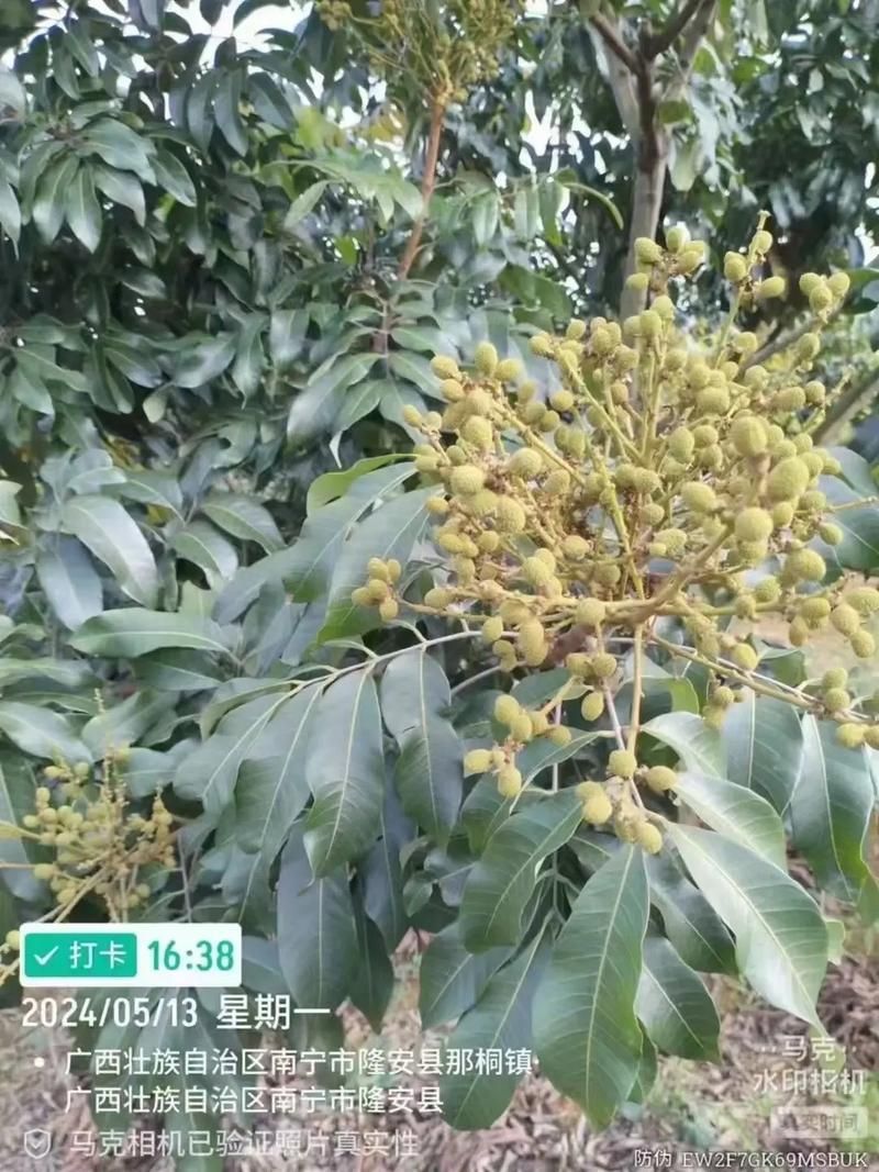 龍眼爛尾三怕有哪些具體應(yīng)對(duì)措施，龍眼“爛尾三怕”的八大真相揭秘】龍眼掉果的八大真相
