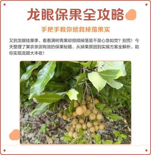 龍眼爛尾三怕有哪些具體應(yīng)對(duì)措施，龍眼“爛尾三怕”的八大真相揭秘】龍眼掉果的八大真相