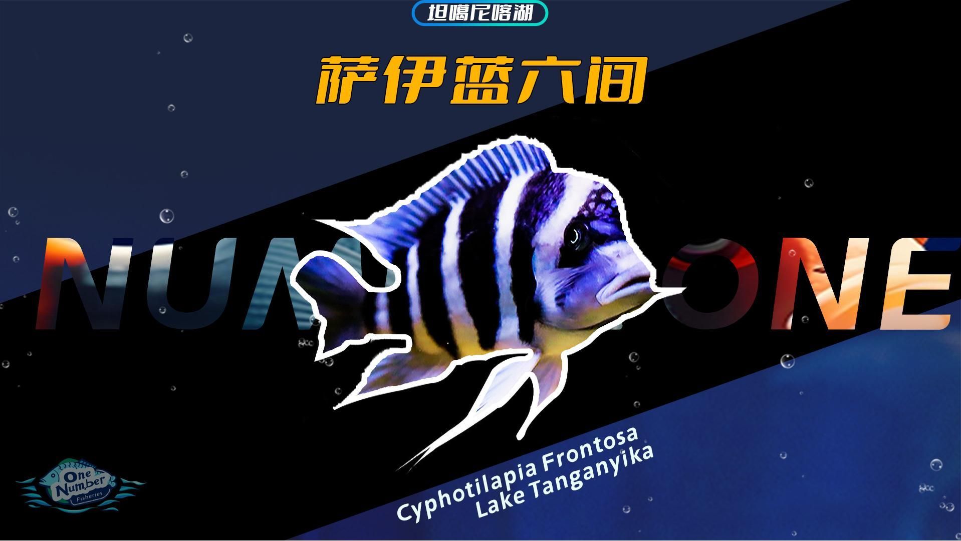 薩依藍龍魚的市場價值如何，薩依藍龍魚的價值分析