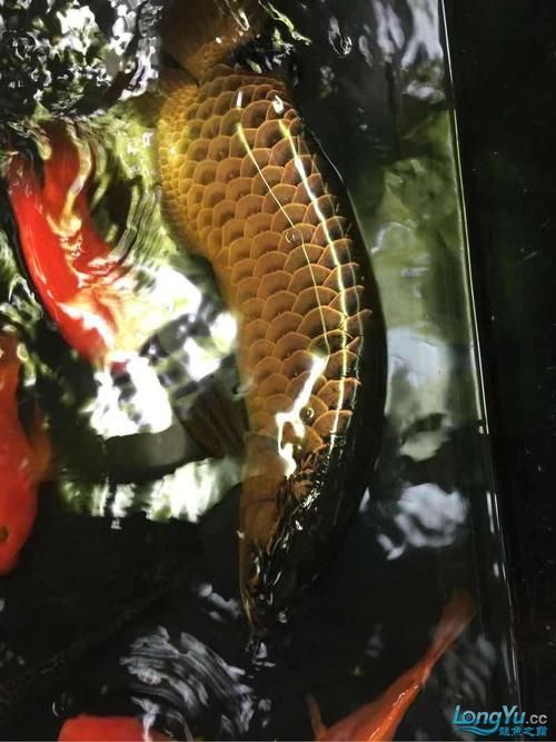 過背金龍爬背技巧，過背金龍養殖技術