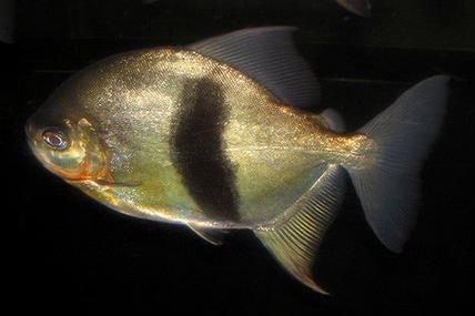 如何促進細線銀板魚發色？，如何促進南美淡水魚發色