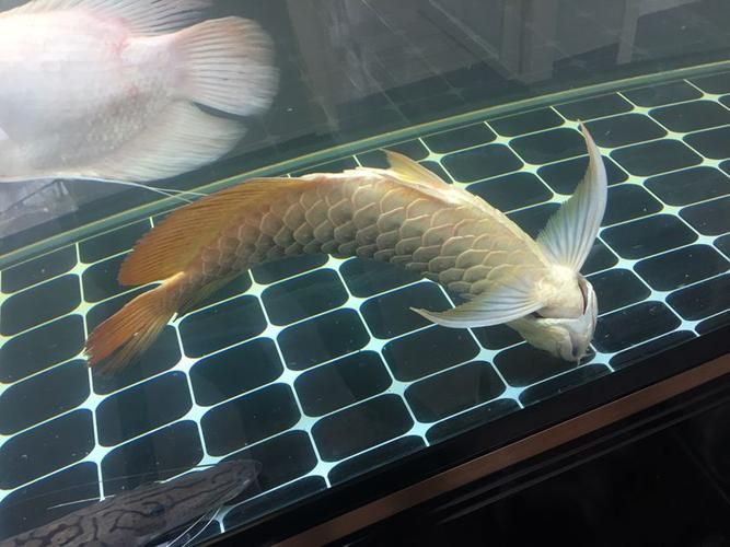 純血皇冠黑白魟魚多久能長大？，純血皇冠黑白魟魚的成魚體長一般在10-20厘米以上