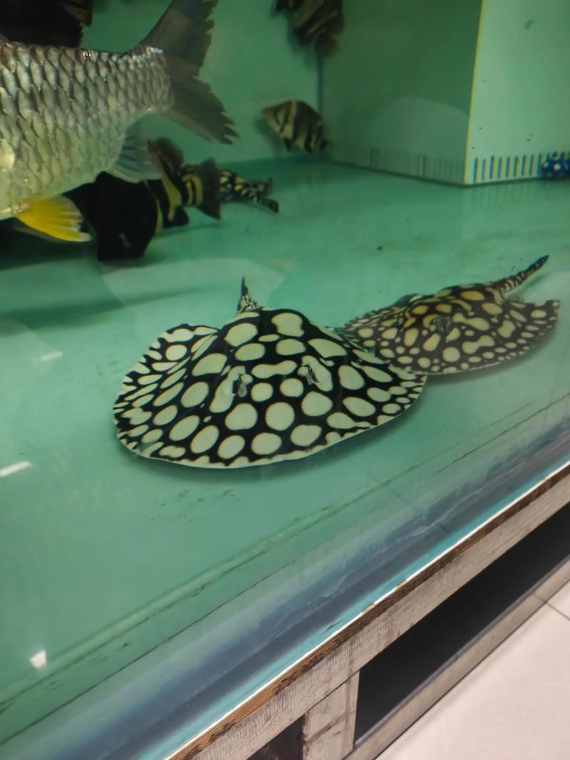 純血皇冠黑白魟魚(yú)多久能長(zhǎng)大？，純血皇冠黑白魟魚(yú)的成魚(yú)體長(zhǎng)一般在10-20厘米以上