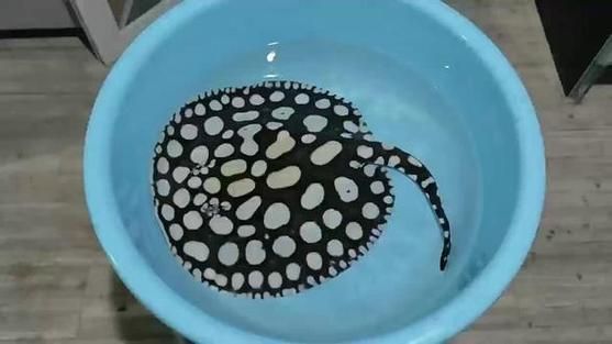 純血皇冠黑白魟魚多久能長大？，純血皇冠黑白魟魚的成魚體長一般在10-20厘米以上