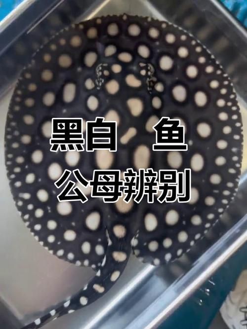 純血皇冠黑白魟魚(yú)多久能長(zhǎng)大？，純血皇冠黑白魟魚(yú)的成魚(yú)體長(zhǎng)一般在10-20厘米以上