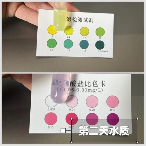 如何檢測龍魚缸中的氨氮含量？，龍魚缸氨氮檢測