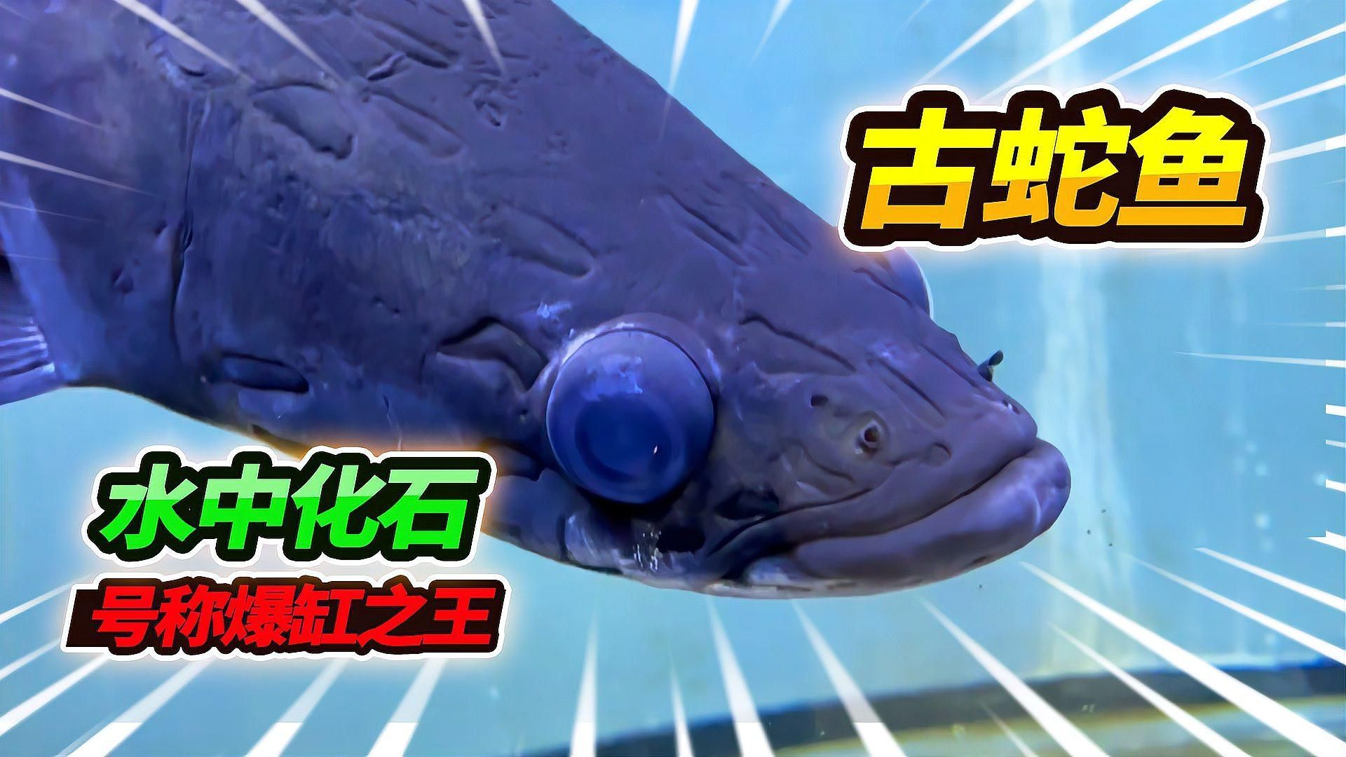 金龍魚和巨骨舌魚哪個更有觀賞價值？，金龍魚和巨骨舌魚哪個更有觀賞價值金龍魚和巨骨舌魚哪個更稀有