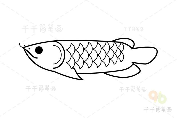 給我一張龍魚簡筆畫的參考圖，如何畫龍魚的簡筆畫？