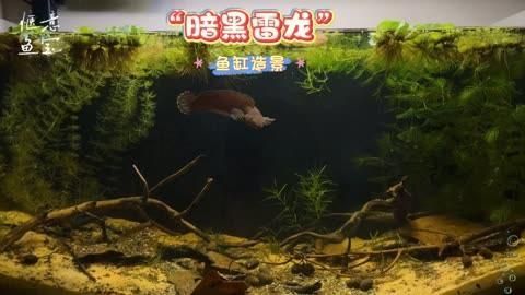 有哪些天然方法可以預防龍魚病癥，天然方法如何預防龍魚病癥