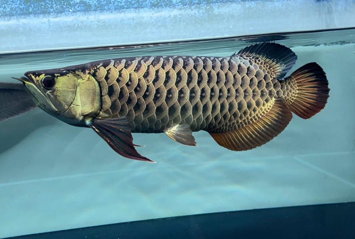 2025年長城杯龍魚賽的參賽魚只有哪些