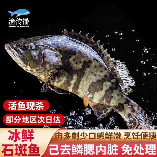 龍躉魚的價格是多少，龍躉魚價格在每公斤50-100元人民幣之間