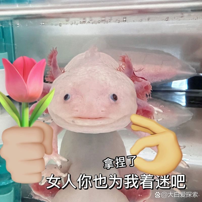 六角恐龍魚多久喂一次比較合適，六角恐龍魚喂養指南