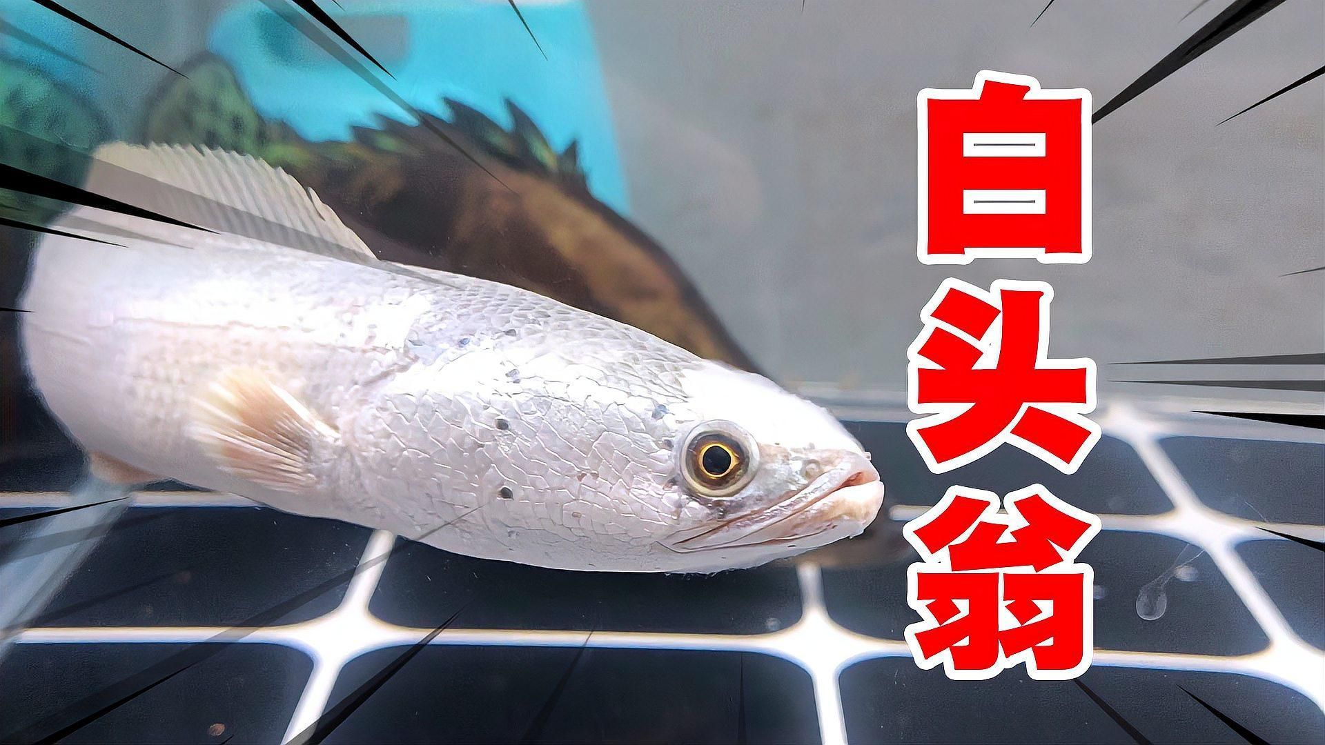 除了水霉病，還有哪些疾病會導致龍魚長白毛？，龍魚身上有白色絮狀物是什么原因