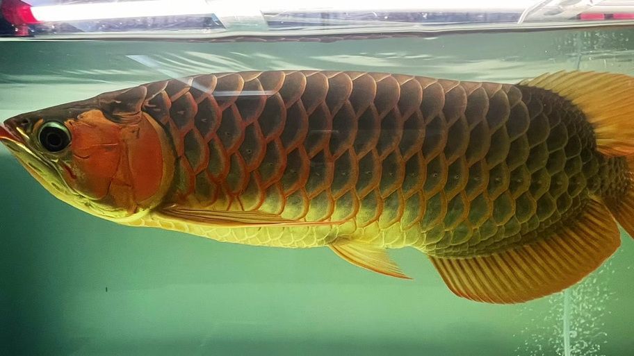 麻章龍魚的飼養(yǎng)方法