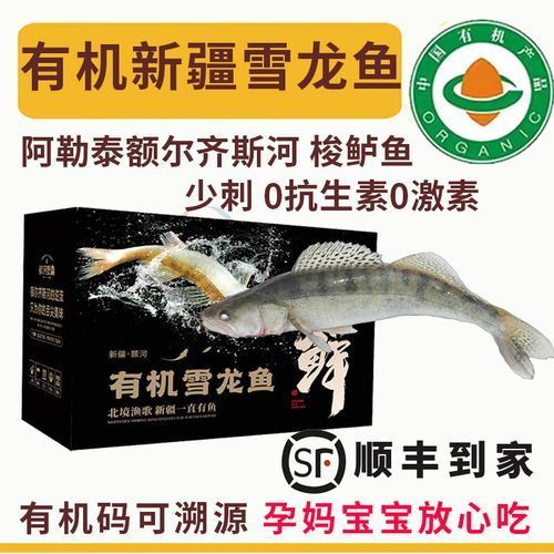 雪龍魚有哪些知名產品？
