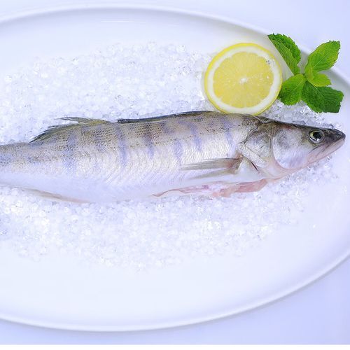 雪龍魚有哪些知名產品？