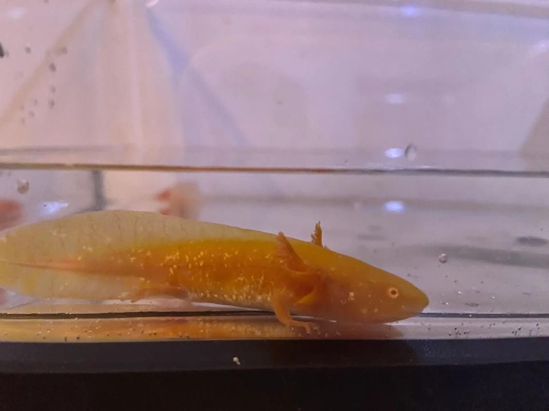 六角恐龍魚有哪些品種，六角恐龍魚有哪些品種,