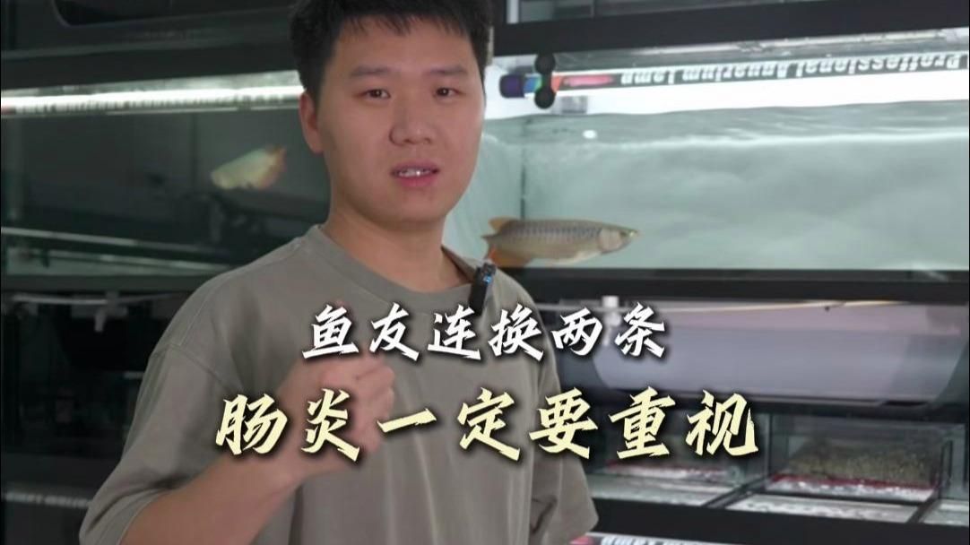 龍魚腸炎和寄生蟲感染哪個更危險，龍魚腸炎與寄生蟲感染哪個更危險？