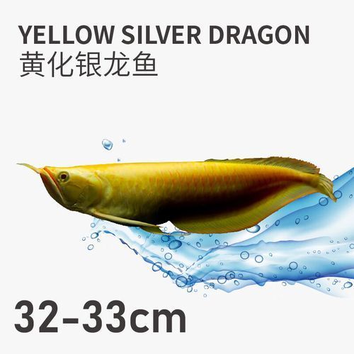 哪里可以購買到白子黃化銀龍魚？，哪里可以購買白子黃化銀龍魚