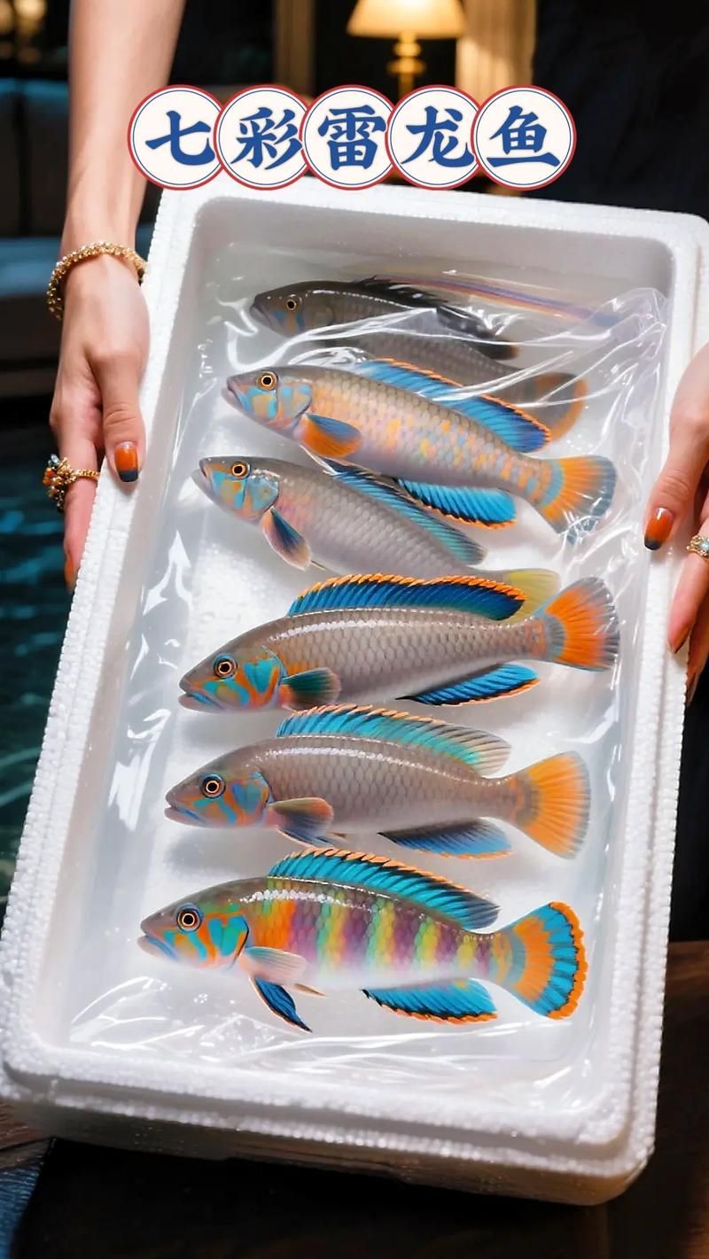 如何區(qū)分不同品種的雷龍魚，如何區(qū)分雷龍魚