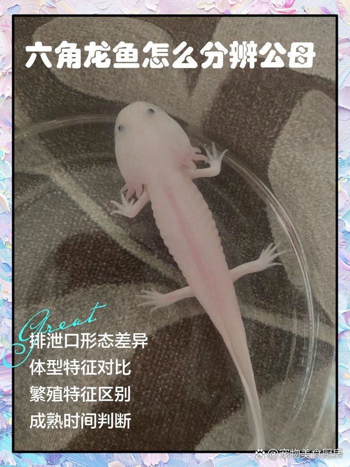 如何區分六角龍魚的雌雄？，六角龍魚的雌雄如何區分？