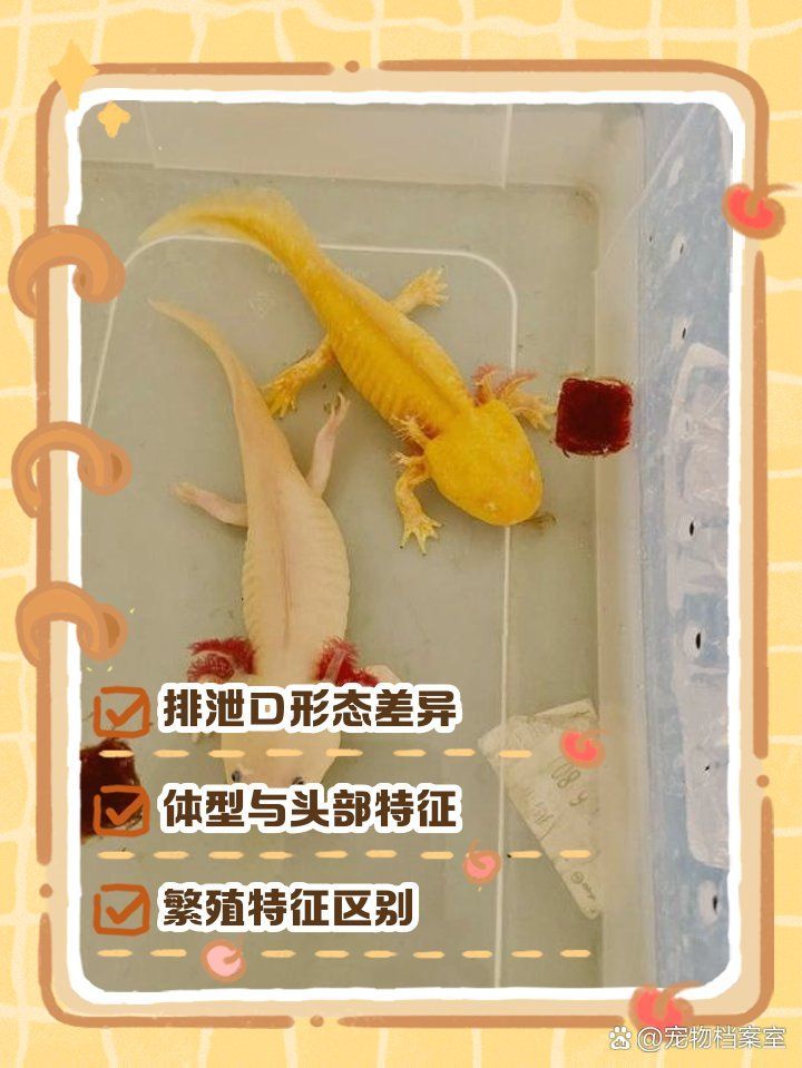 如何區分六角龍魚的雌雄？，六角龍魚的雌雄如何區分？