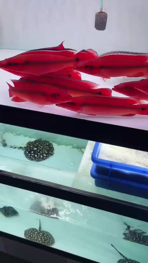 如何判斷胭脂孔雀龍魚的品質，如何判斷胭脂孔雀魚的品質？