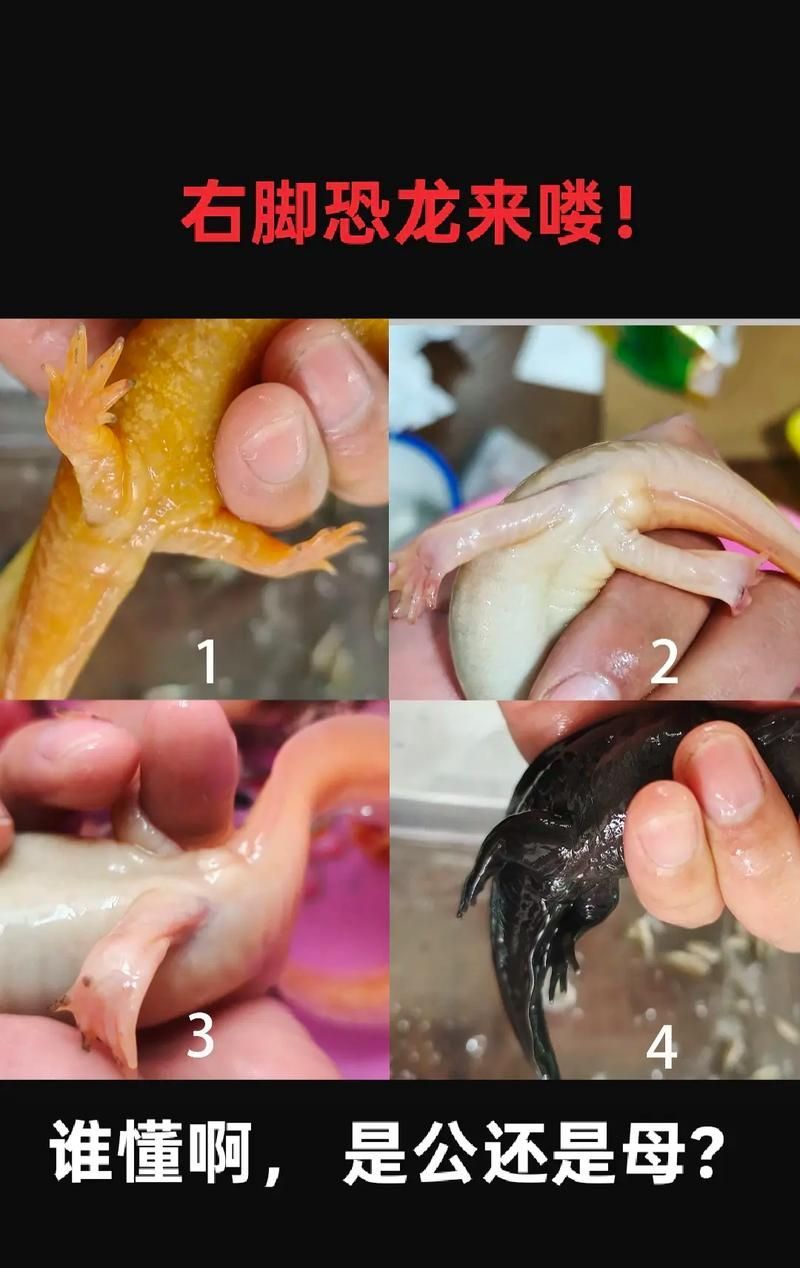 如何判斷六角龍是否缺氧，如何判斷六角龍是否缺氧的科學(xué)判斷六角龍是否缺氧