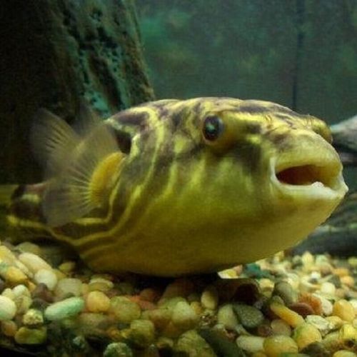 狗頭魚的價格范圍是多少？，狗頭魚價格范圍是多少