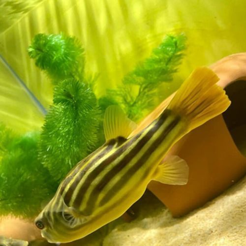 狗頭魚的價格范圍是多少？，狗頭魚價格范圍是多少