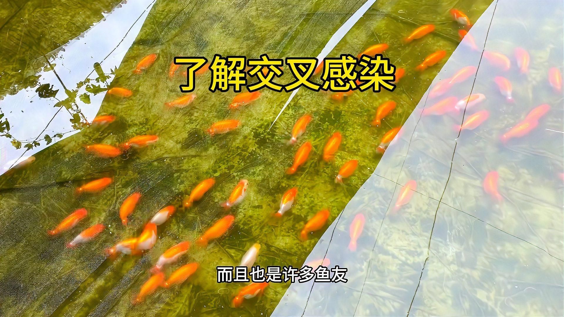 如何判斷自己是否感染了合缸交叉病原體，養魚時的“合缸交叉感染”是否感染了合缸交叉病原體