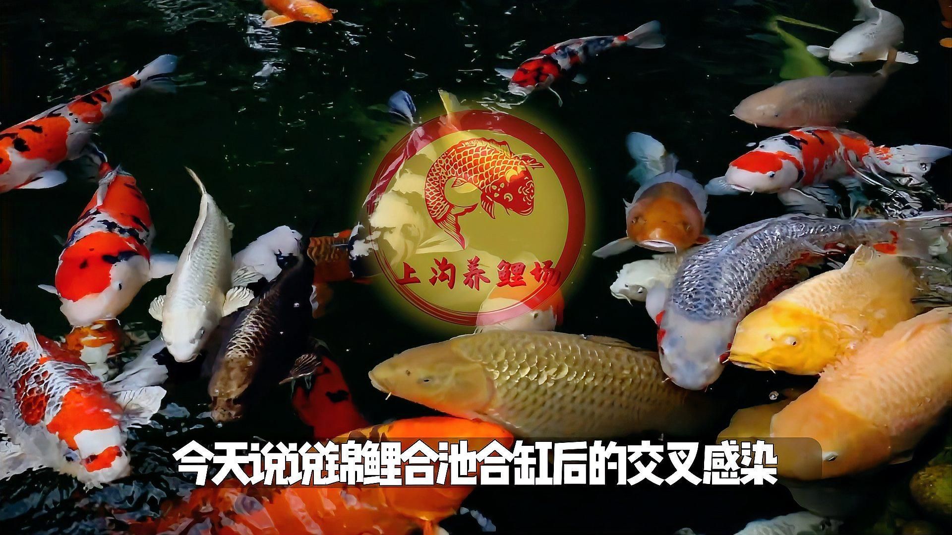 如何判斷自己是否感染了合缸交叉病原體，養魚時的“合缸交叉感染”是否感染了合缸交叉病原體