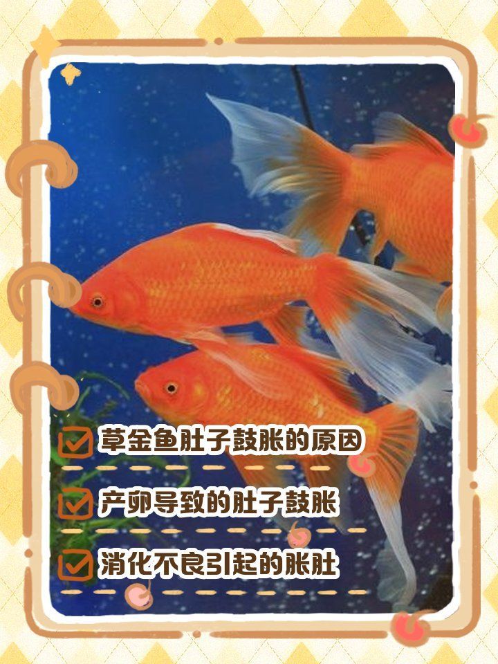 如何判斷魚肚子鼓脹是哪種原因，如何判斷魚肚子鼓脹