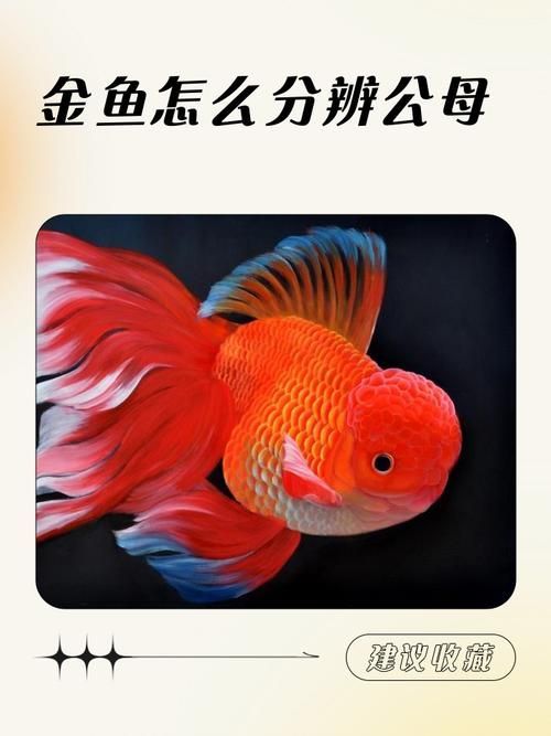 如何預(yù)防金魚肚子大炸鱗，如何預(yù)防金魚“肚子大炸鱗”