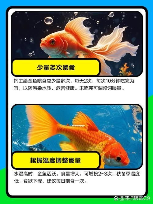 如何預(yù)防金魚肚子大炸鱗，如何預(yù)防金魚“肚子大炸鱗”