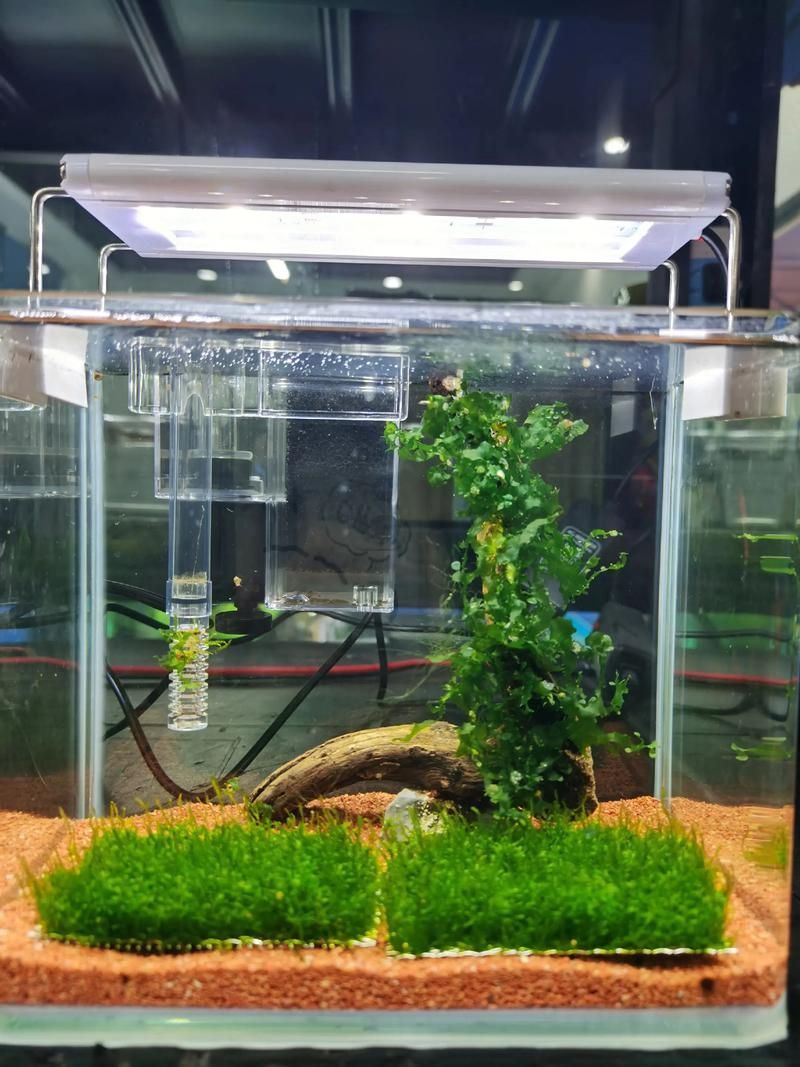 小火龍魚需要多大的繁殖缸？如何繁殖？，小火龍魚繁殖缸尺寸與繁殖全流程詳解