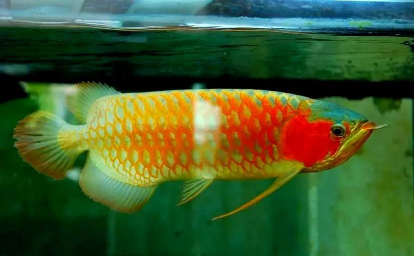 給我一些改善龍魚水質(zhì)與環(huán)境的圖片示例，如何改善龍魚水質(zhì)與環(huán)境