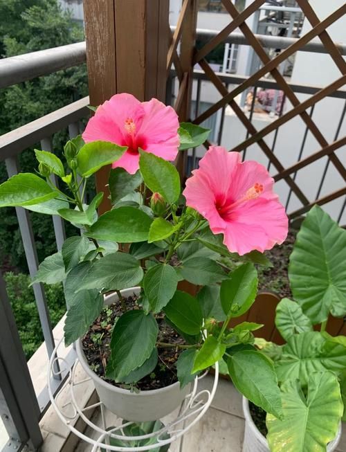 紅龍幼苗品種介紹，“紅龍幼苗”的介紹