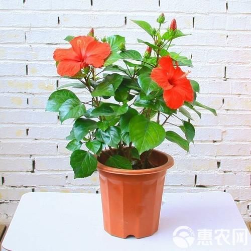 紅龍幼苗品種介紹，“紅龍幼苗”的介紹